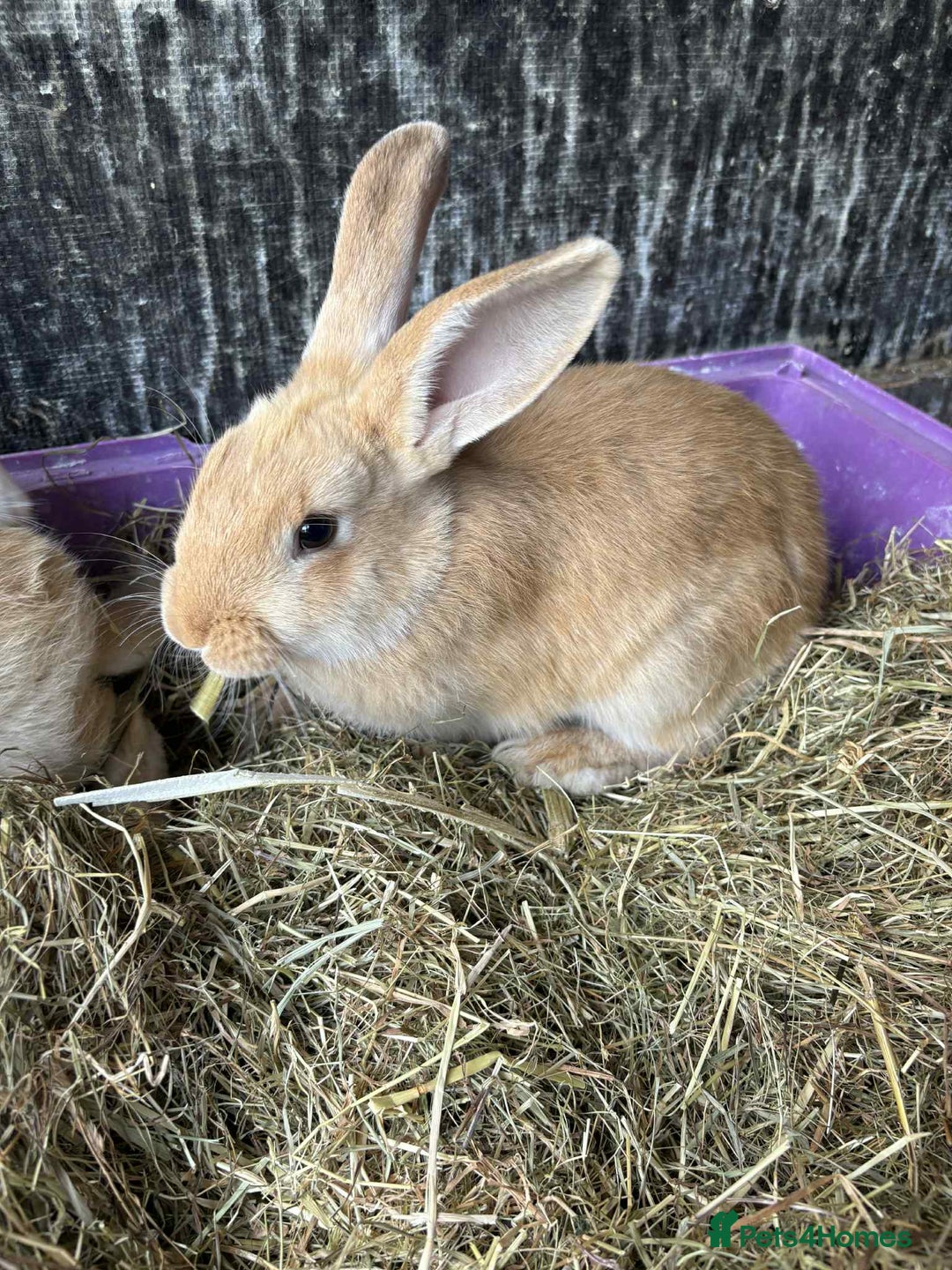 New Zealand rabbits for sale: 8 week old New Zealand Rabbits for sale - Image 3