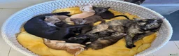 Burmese cats for sale: Cuddly Cream boy & Two beautiful Black Torties - Advert 3