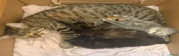 Mixed Breed cats for sale: 3 beautiful female kittens  - Advert 6