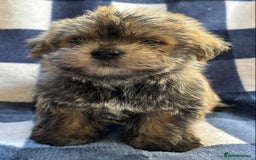 Maltipoo dogs for sale: Stunning Maltipoo Puppies ⭐️ DNA Tested ⭐️ - Image 14