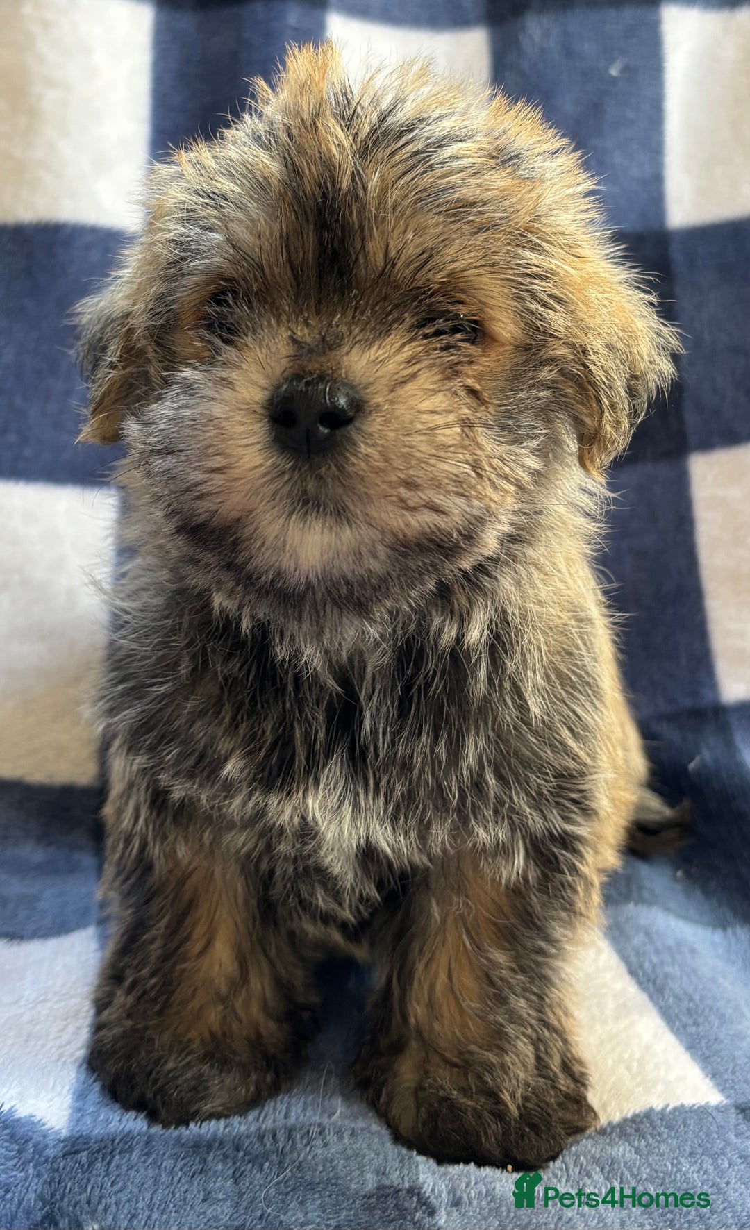 Maltipoo dogs for sale: Stunning Maltipoo Puppies ⭐️ DNA Tested ⭐️ - Image 14