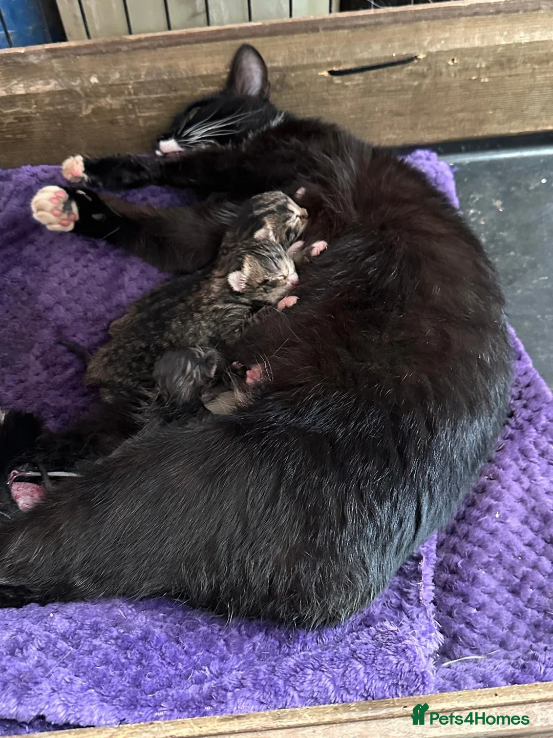 Mixed Breed cats for sale: Gorgeous Grey and tabby kittens for sale  - Advert 8
