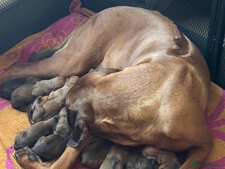 Rhodesian Ridgeback dogs in Dover - Advert 1