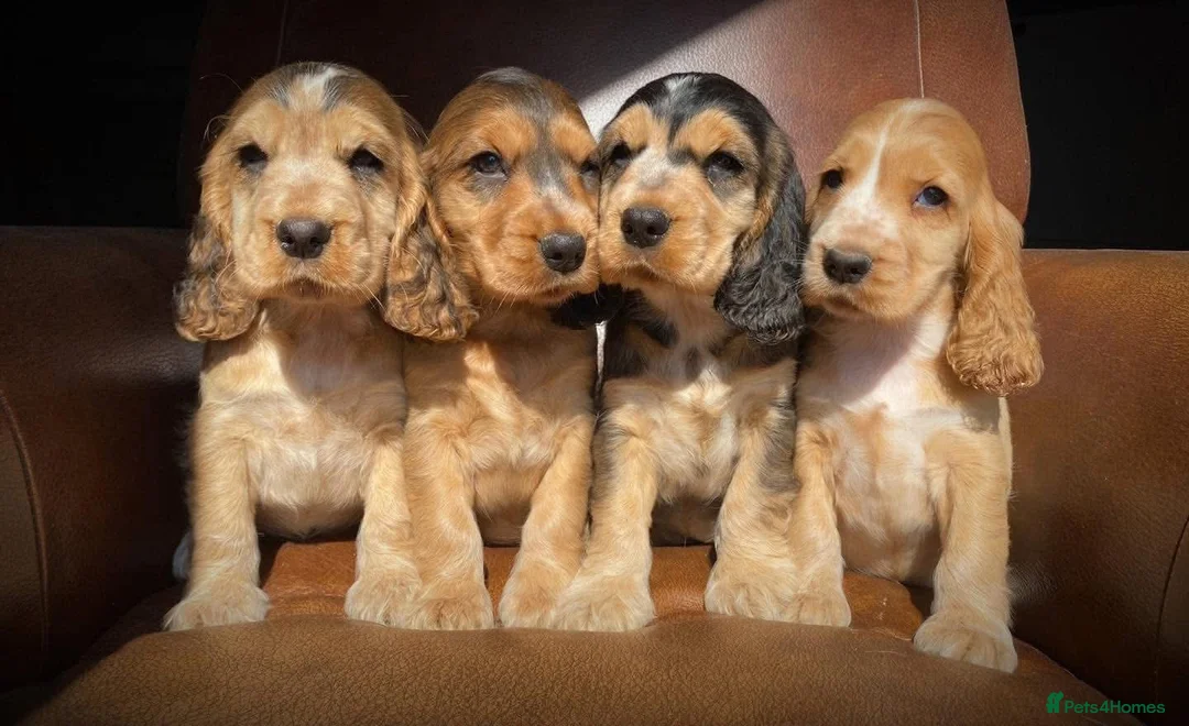 Cocker Spaniel dogs for sale: Sykehead cocker spaniel KC comprehensive health - Advert 1