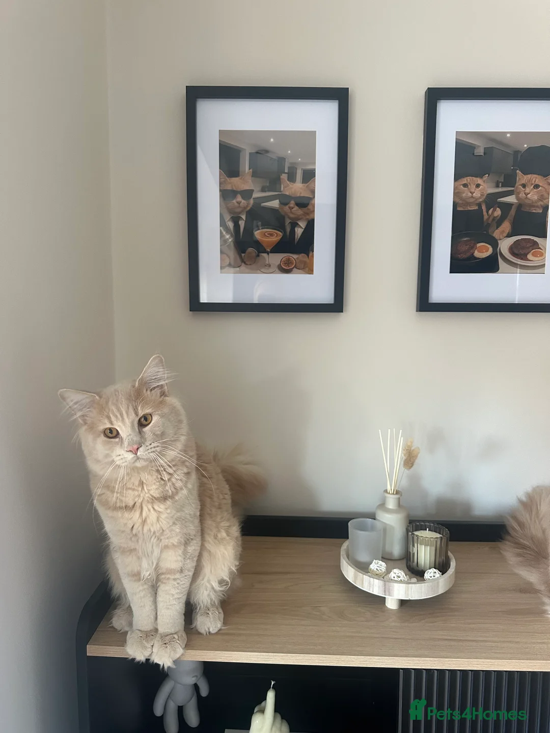 Mixed Breed cats for sale: British Short Hair x Maine Coone in Stoke-on-Trent - Advert 5