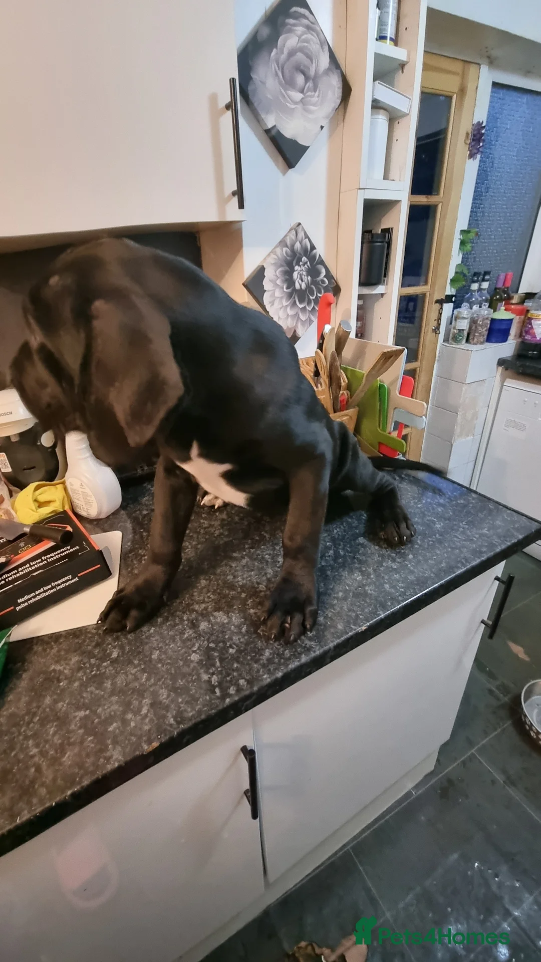 Cane Corso dogs for sale: Cane corso puppies for sale - Advert 7