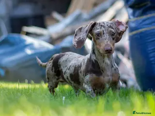 Miniature Dachshund dogs Mr Bogangles - Advert 1