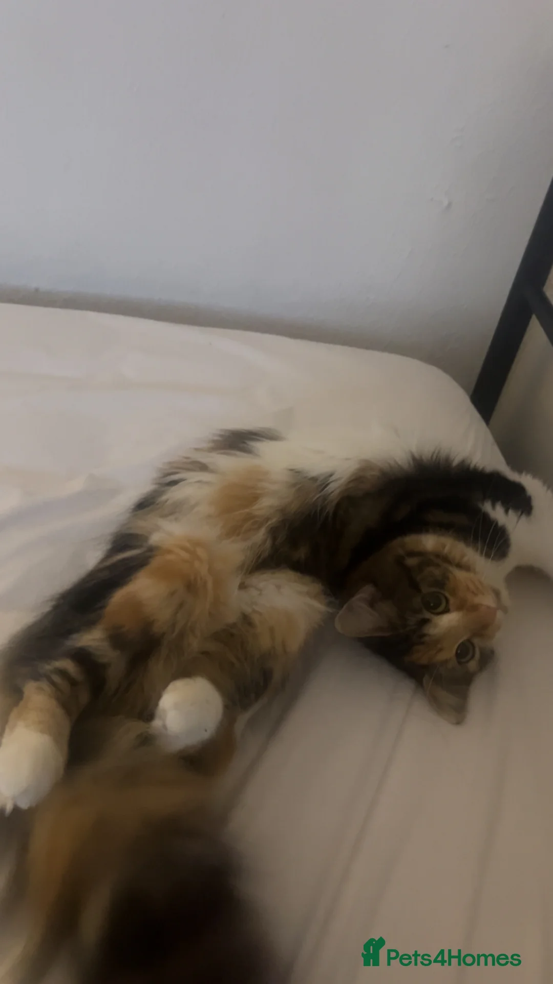 Mixed Breed cats for sale: gorgeous cat for sale - Advert 2