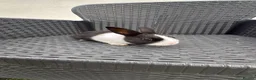 Dutch rabbits for sale: Dutch Rabbits - Advert 10