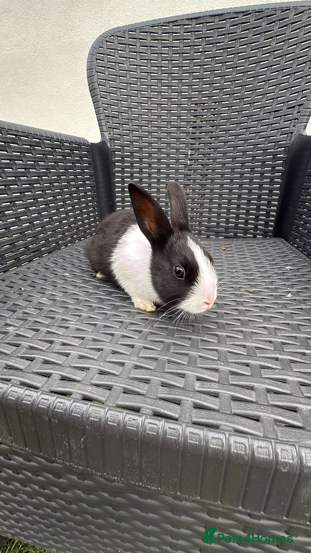 Dutch rabbits for sale: Dutch Rabbits - Advert 10