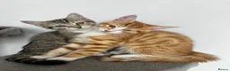 Mixed Breed cats for sale: 5 Beautiful friendly kittens - Advert 8