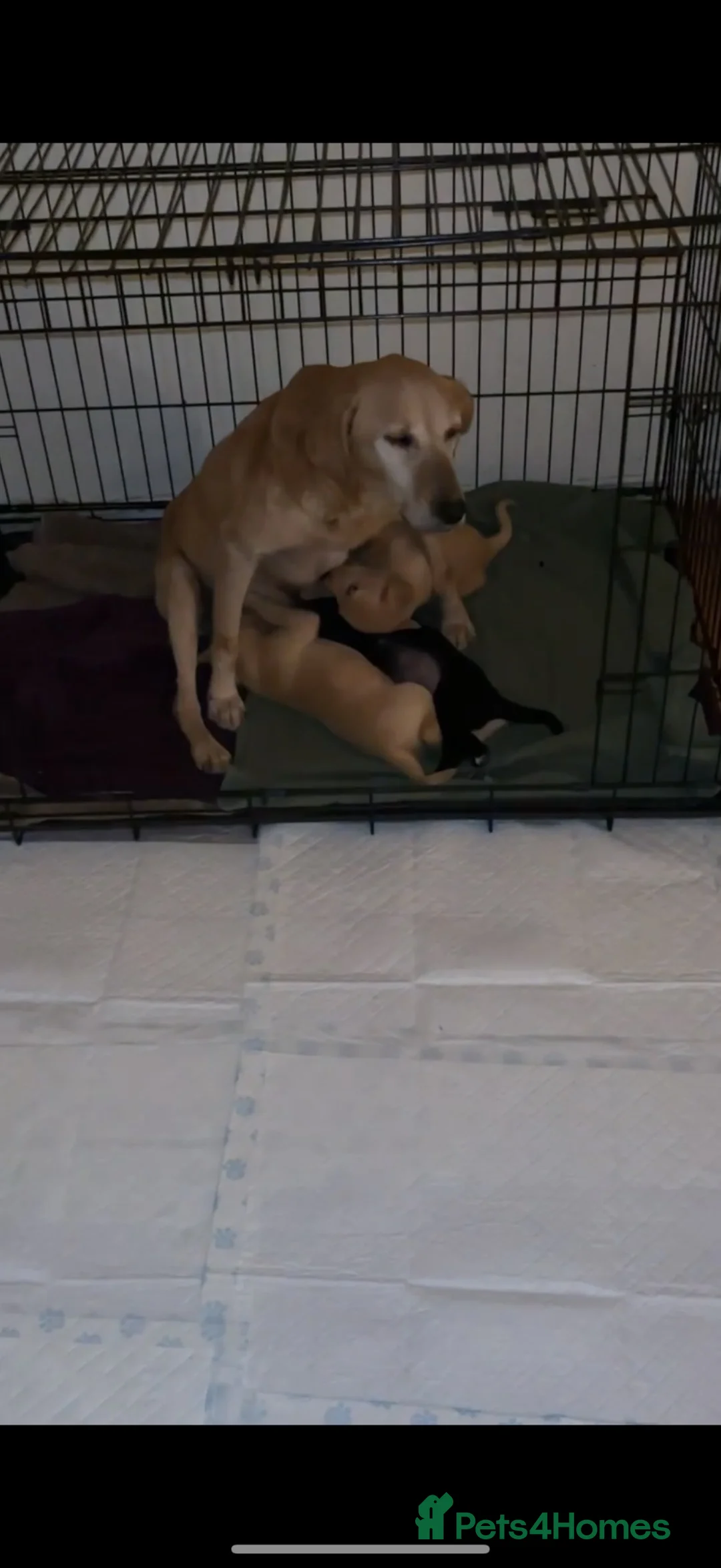 Mixed Breed dogs for sale: Whippador Puppies - Advert 2