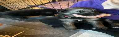 German Shepherd Puppy 3