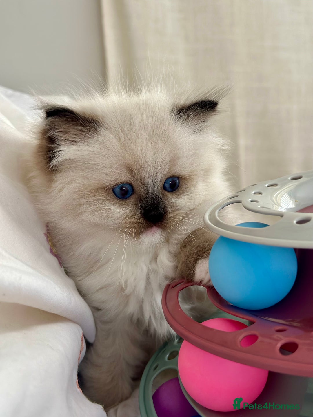 Ragdoll cats for sale: Beautiful pedigree kittens, show quality 💎❤️💎 - Image 9