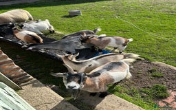 Goats livestock for sale: Beautiful Pygmy goats for sale £100-£200 - Image 3