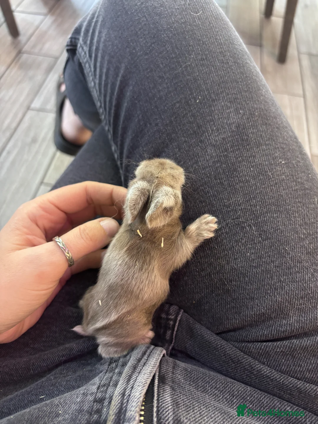 Mixed Breed rabbits for sale: Baby bunnies available to reserve  - Advert 21