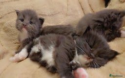 Maine Coon cats for sale: Stunning cubs  - Image 11