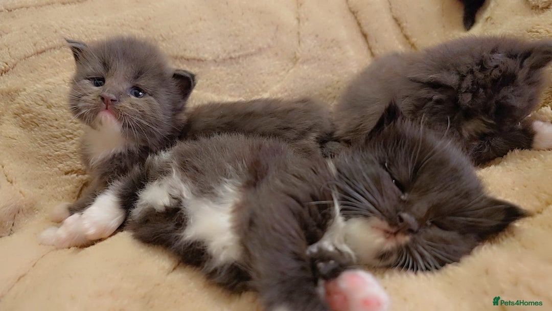 Maine Coon cats for sale: Stunning cubs  - Image 11