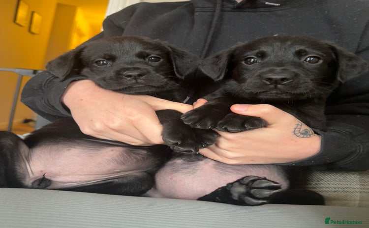 Mixed Breed dogs - Advert 2