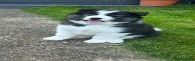 Mixed Breed 1