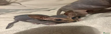 Sphynx 2