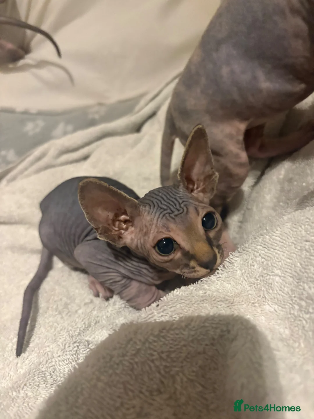 Sphynx cats for sale: Beautiful Stripy Sphynx kittens - Advert 5