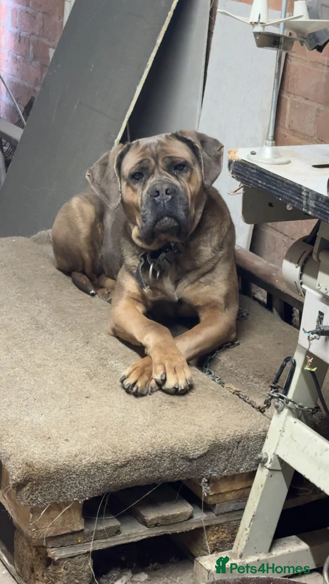 Cane Corso dogs for sale: Cane corso female  in Birmingham - Advert 2