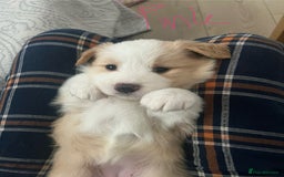 Border Collie dogs for sale: DUE 1st August Border collie Puppies - Image 5