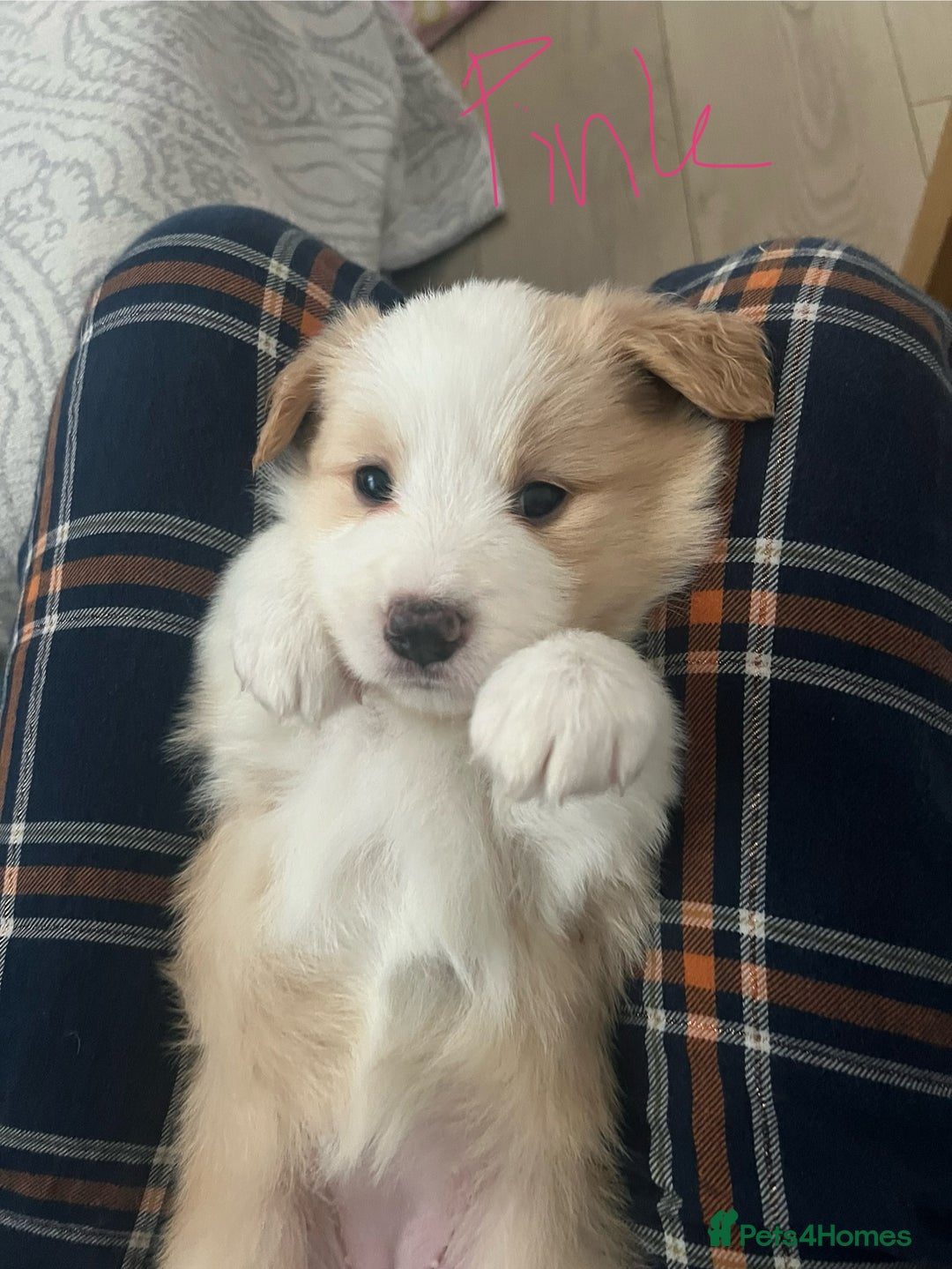 Border Collie dogs for sale: DUE 1st August Border collie Puppies - Image 5