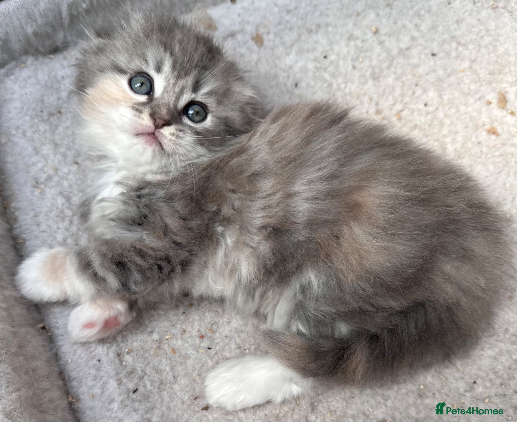 Scottish Fold cats Last Girl - Gorgeous Scottish Fold/Ragdoll  - Advert 14