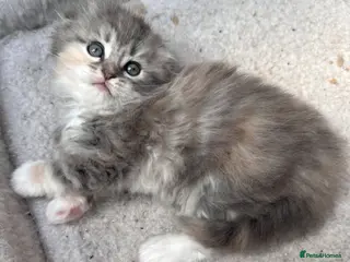 Scottish Fold cats Last Girl - Gorgeous Scottish Fold/Ragdoll - Advert 14