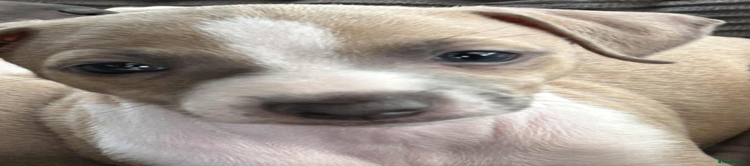 Italian Greyhound Puppy 1