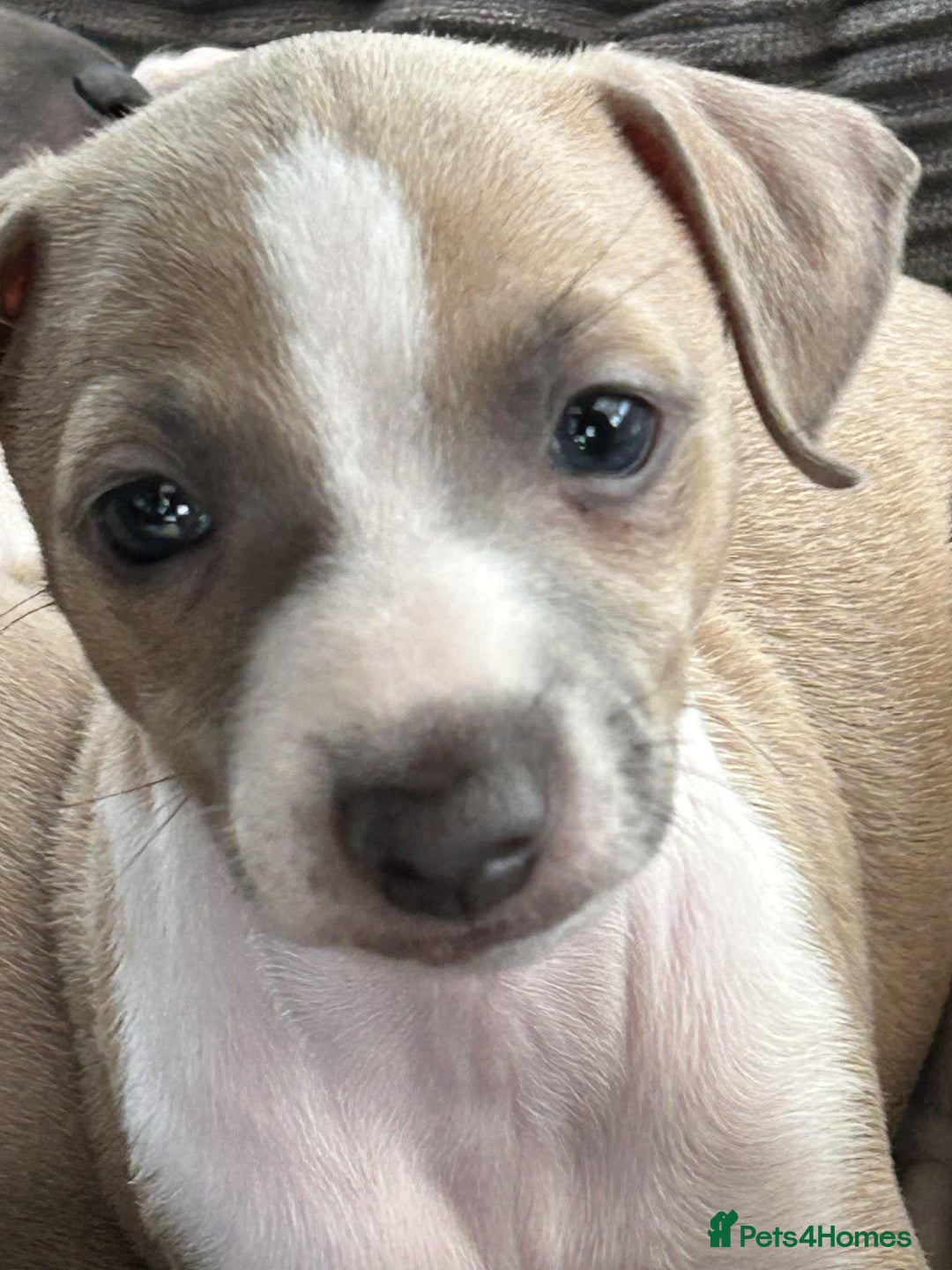 Italian Greyhound dogs for sale: italian greyhound puppies for sale - Image 3