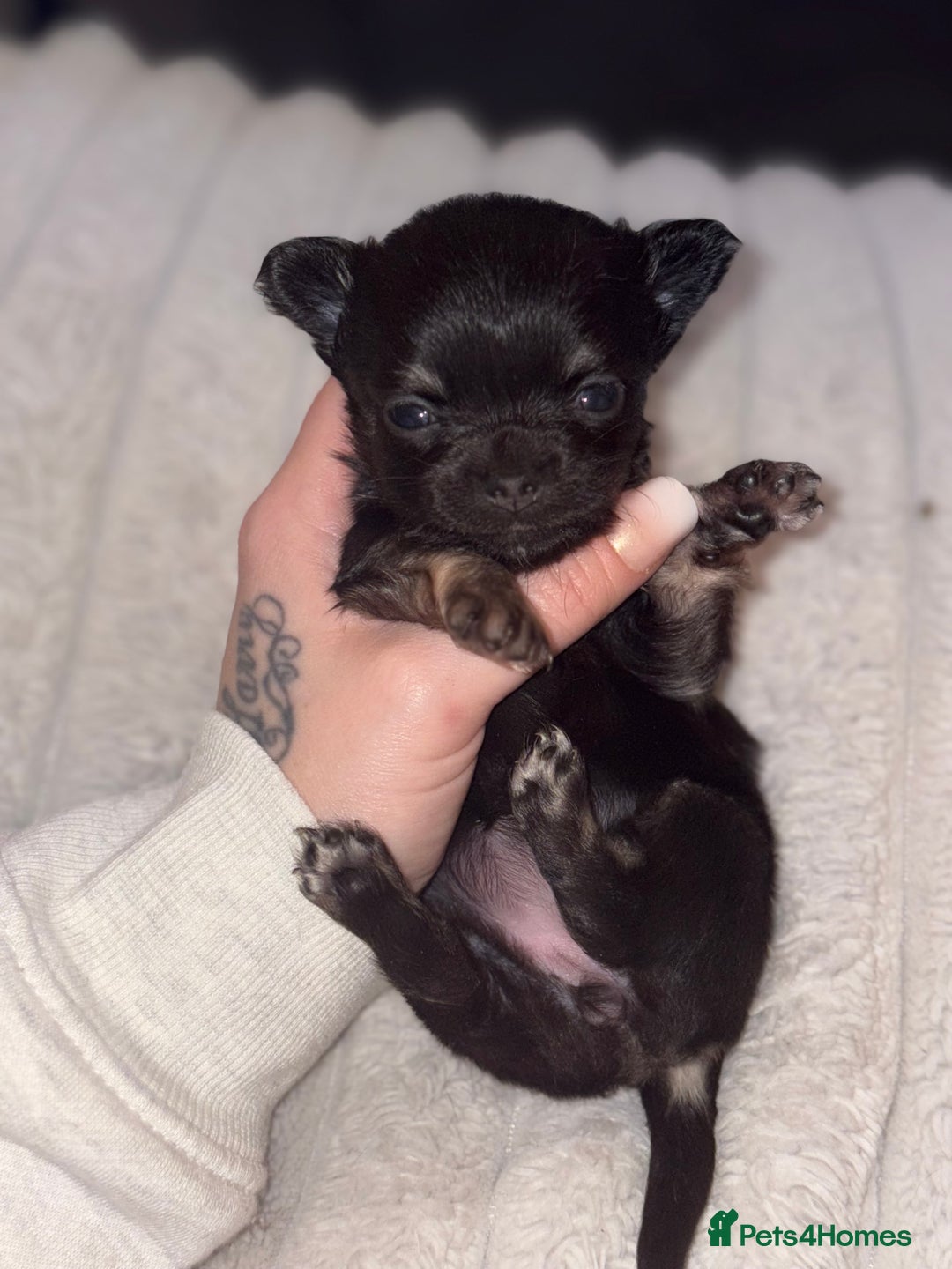 Chihuahua dogs for sale: Chihuahua Puppies - Advert 6