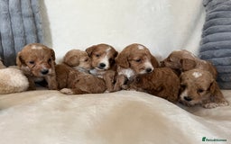 Cockapoo dogs for sale: Cockapoo puppies - DNA Health test clear  - Image 5