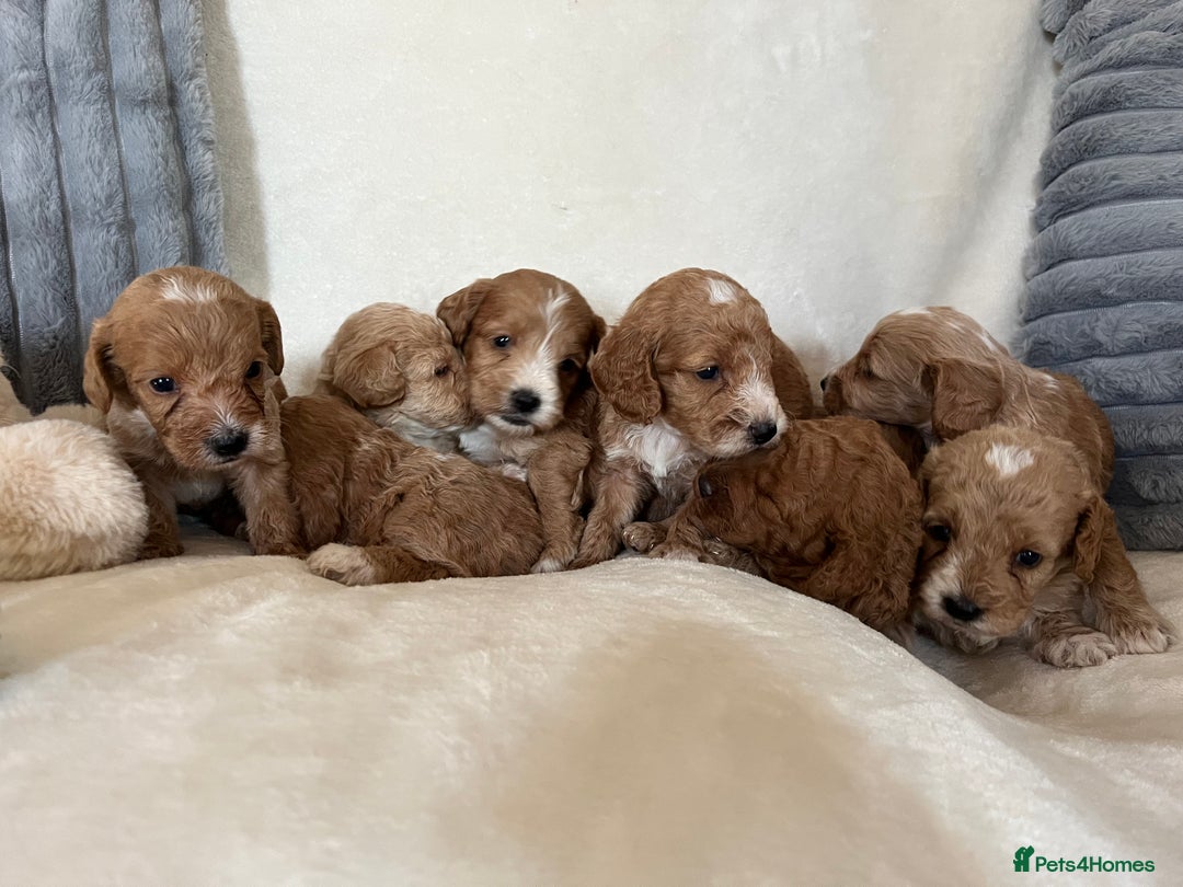 Cockapoo dogs for sale: Cockapoo puppies - DNA Health test clear  - Image 5