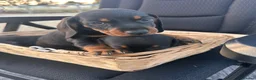 Dachshund dogs for sale: Dachshund  in Swadlincote - Advert 5