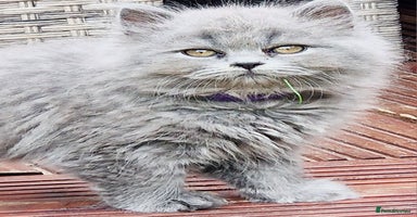 British Longhair cats - Advert 2