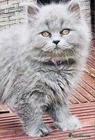 British Longhair cats - Advert 7