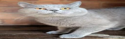 British Shorthair cats for sale: Active GCCF proven British Shorthair Male - Advert 2