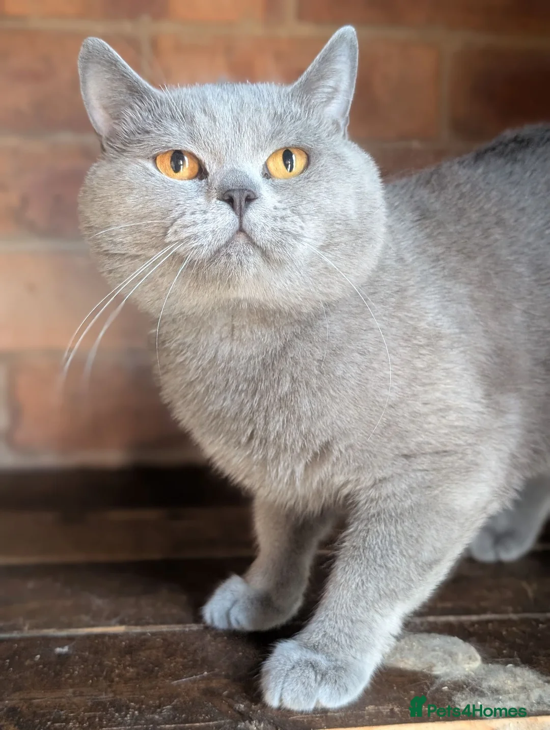 British Shorthair cats for sale: Active GCCF proven British Shorthair Male - Advert 2