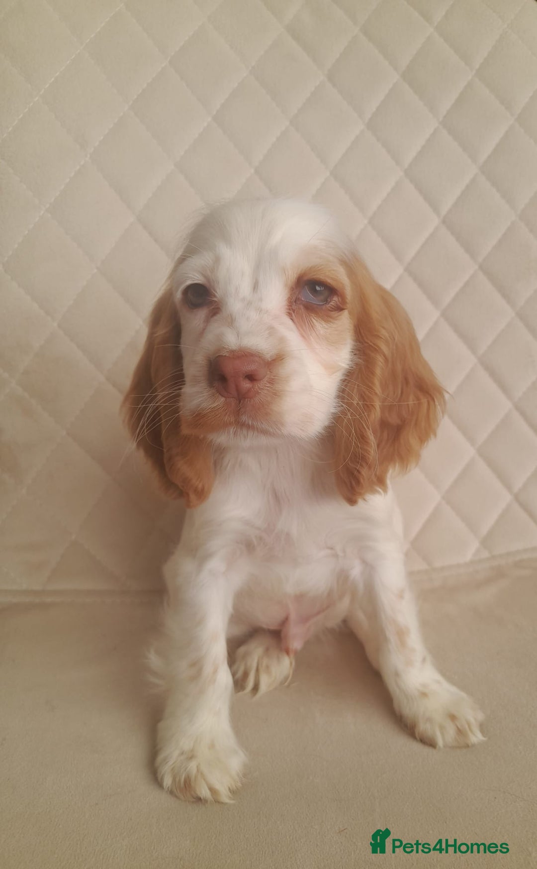 Cocker Spaniel dogs for sale: Beautiful cocker spaniel puppy’s  - Advert 9