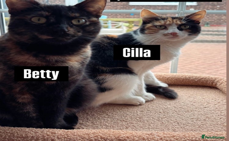 British Shorthair cats - Advert 1