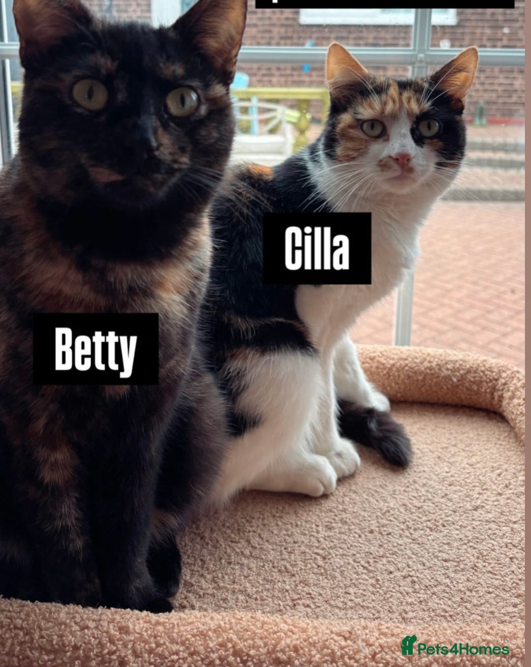 British Shorthair cats for sale: Cats for rehome - Image 1