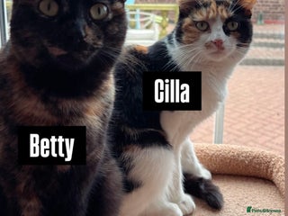 British Shorthair cats for sale - Advert 1