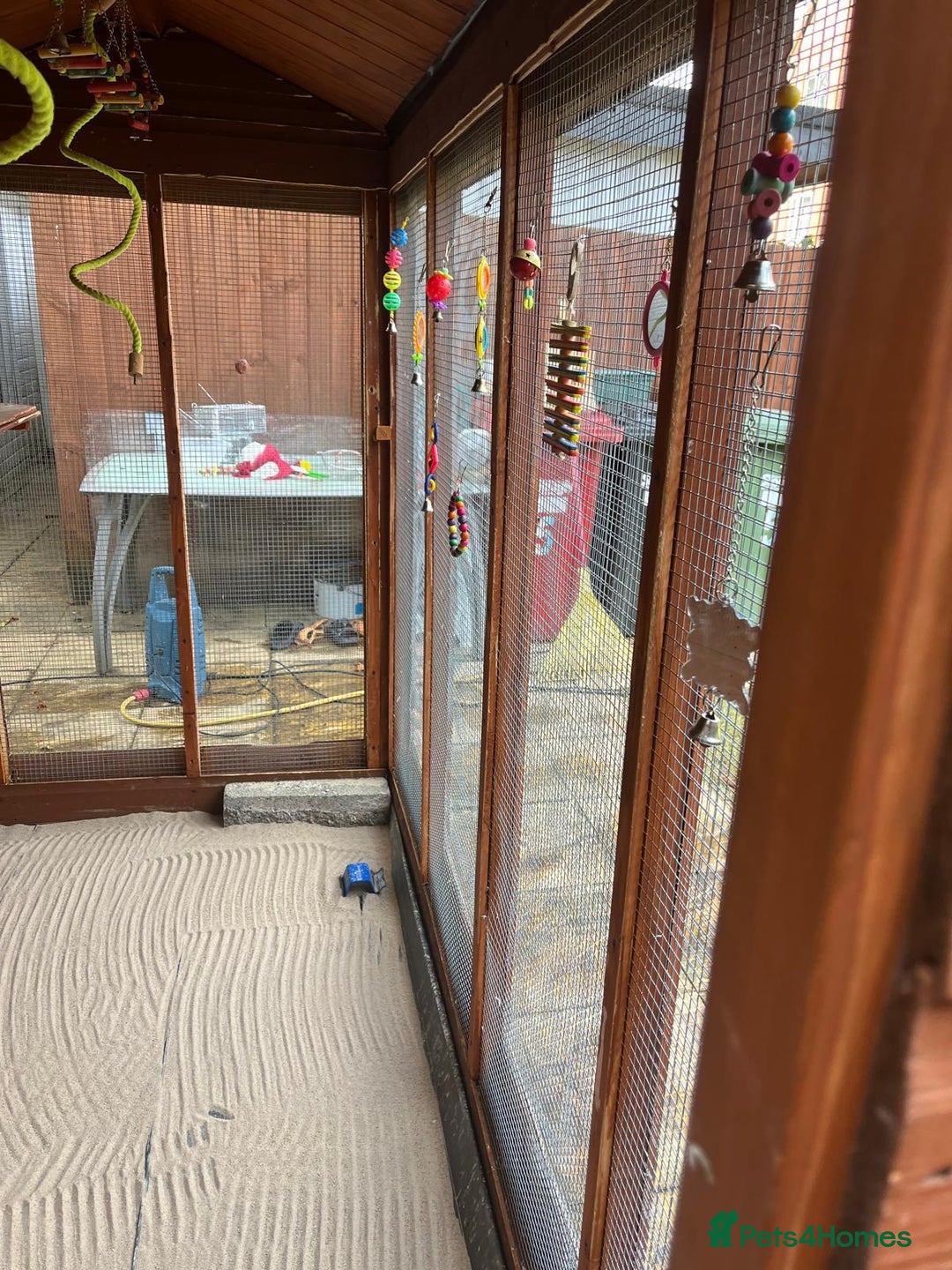 Budgerigars birds for sale: Budgies with an Aviary available. - Image 5