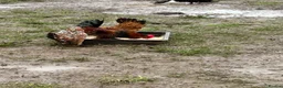 Chickens poultry for sale: MILLIE FLUER BARBU DUCCLE  - Advert 4