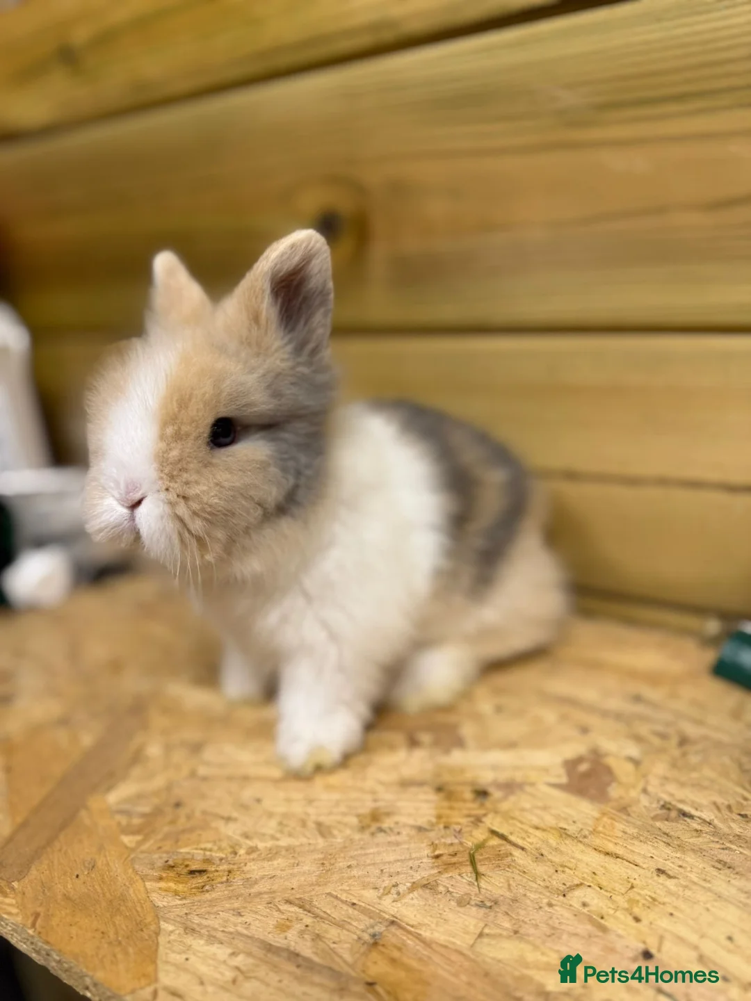 Lionhead rabbits for sale: ✨Double maned Lionhead babies✨ - Advert 1