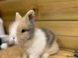 Lionhead rabbits for sale: ✨Double maned Lionhead babies✨ - Advert 1