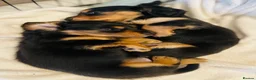 Miniature Dachshund dogs for sale: Black&Tan Puppies Looking for Their Forever Homes! - Advert 10